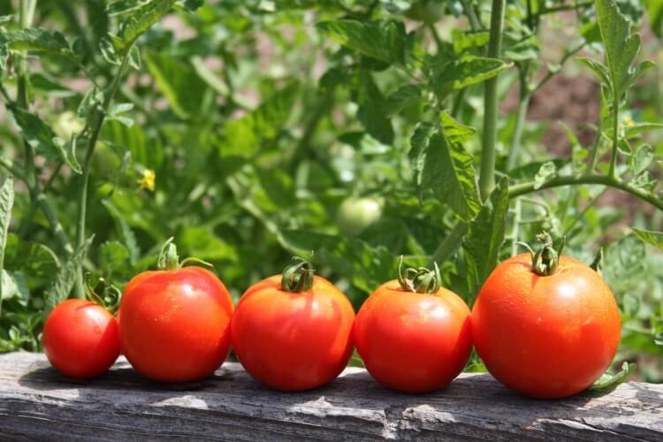 comment tailler ses tomates pour augmenter la récolte