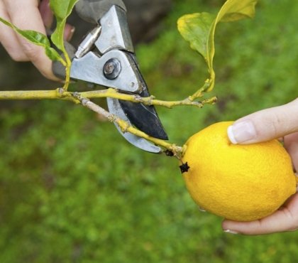 comment tailler un citronnier