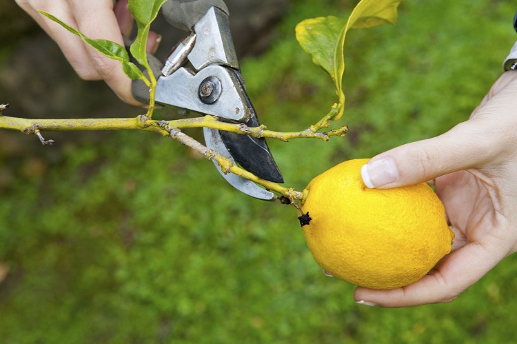 comment tailler un citronnier