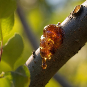 comment traiter la gommose du cerisier
