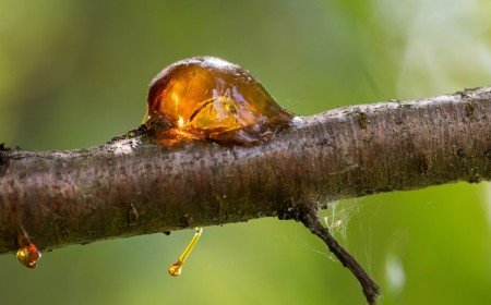 comment traiter la gommose du cerisier