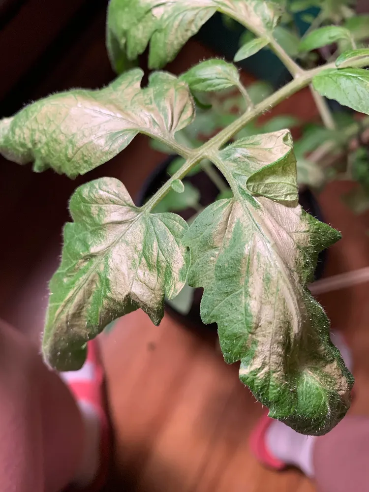 comment traiter les feuilles blanches des tomates