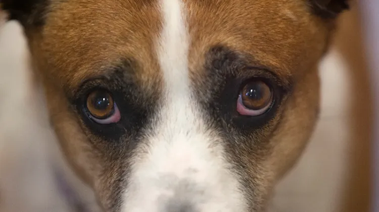 how dogs see they see colors canine eye anatomy