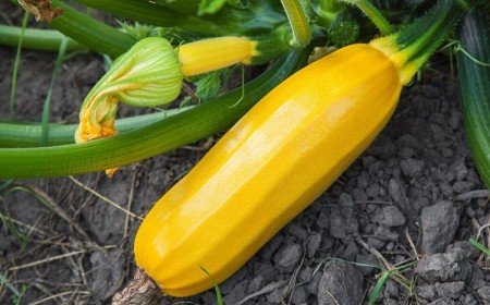 courgettes deviennent jaunes