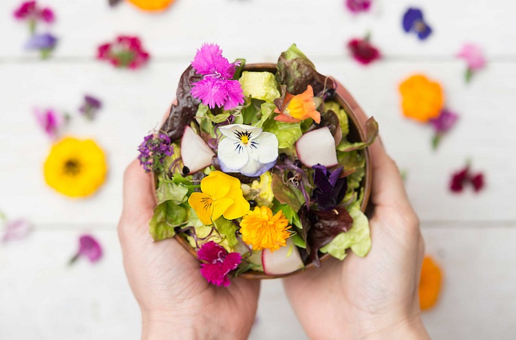 cuisiner avec des plantes sauvages