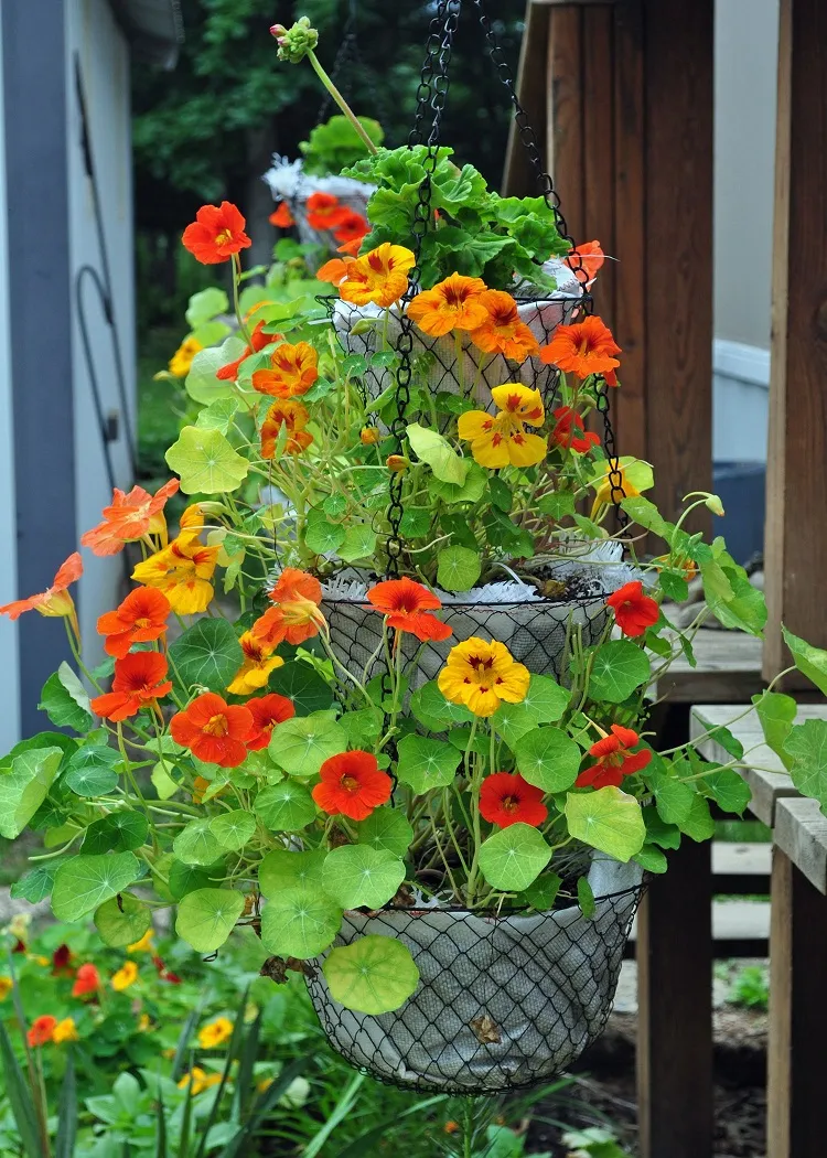 Growing nasturtiums at home vegetable pot garden