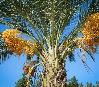 culture du palmier dattier