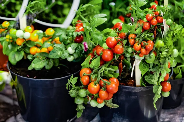 culture tomate fruit ou legume bienfaits 
