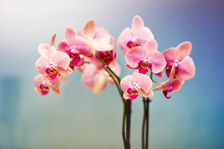 dans quel lieu placer les orchidées 