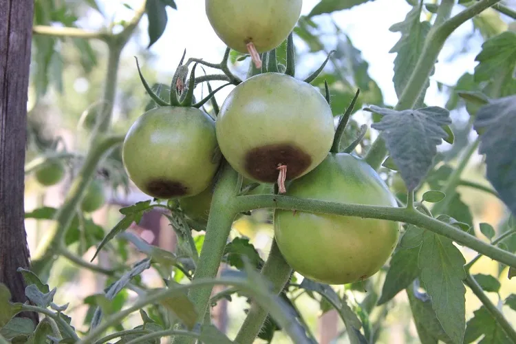 definition maladie du cul noir tomates traitement pourriture apicale tomate courge concombre potager