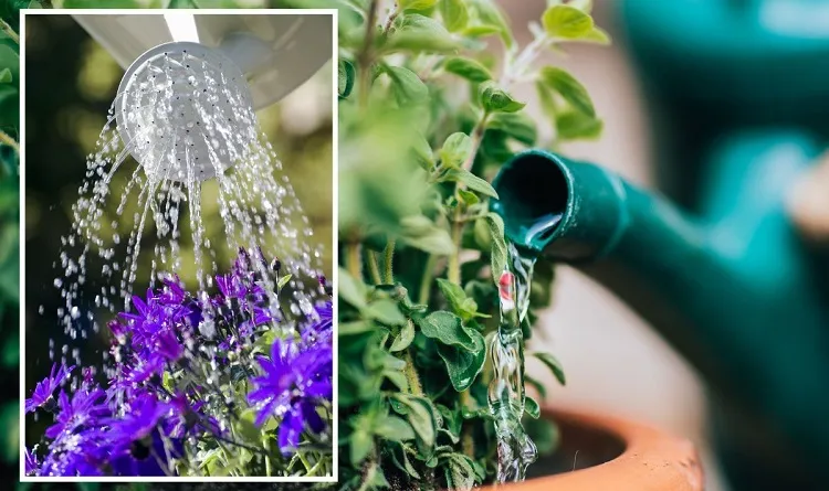 erreurs arrosage plantes gourmandes astuce économiser de l'eau au jardin canicule 2022