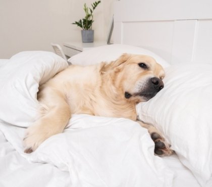 inviter son chien au lit