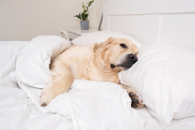 inviter son chien au lit