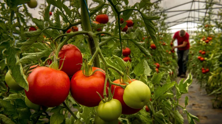 la serre astuce pour faire rougir les tomates 2022