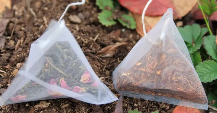 les sachets de thé au jardin pour enrichir la terre 2022 