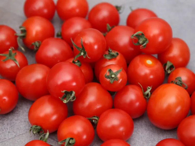 les tomates cerise rougissent plus rapidement en 2022