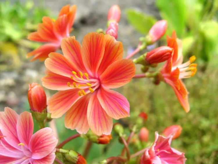 lewisia 5 fleurs orange 2022