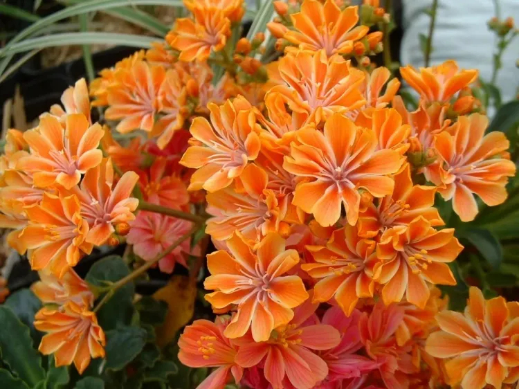 lewisia fleur orange en 2022