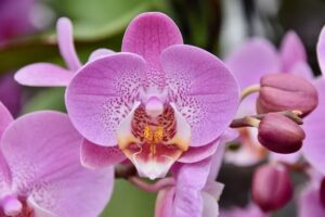 l'orchidée en extérieur bonne ou mauvaise idée 2022