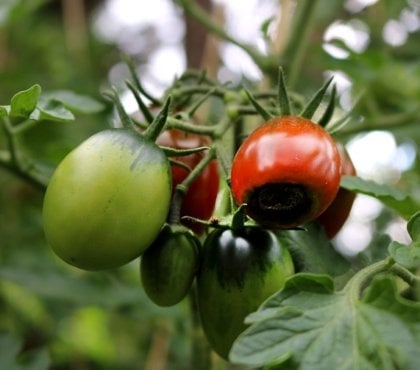 maladie cul noir tomate pourriture apicale tomates raisons traitement jardin potager