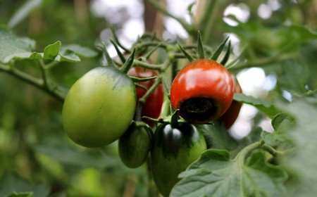 maladie cul noir tomate pourriture apicale tomates raisons traitement jardin potager