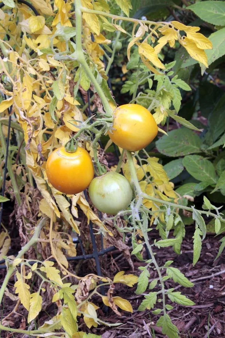 maladie des tomates feuilles jaunes traitement