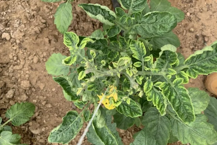 maladie tomates feuilles vent fort cause violence poussière apportée
