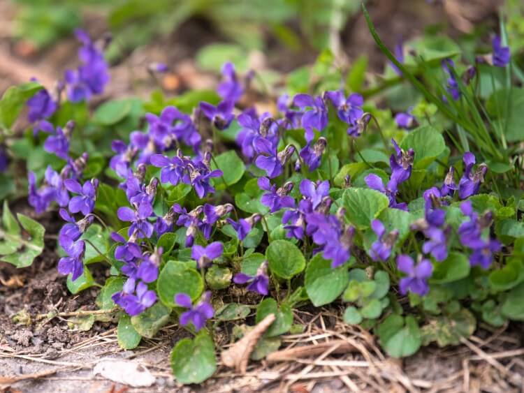 mauvaises herbes au jardin belles fleurs couleur violette laisser pousser