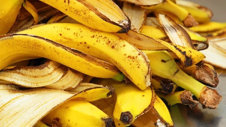 peaux de bananes comme engrais 2022