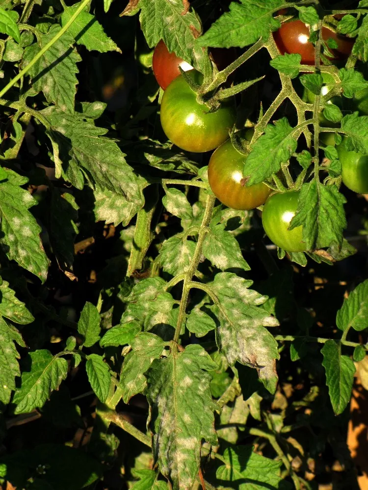 peut on manger une tomate qui a le mildiou maladie fongique tomates traitement naturel