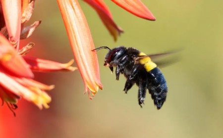 photo piqûre de bourdon gonflement le lendemain symptomes traitement remede naturel allergie
