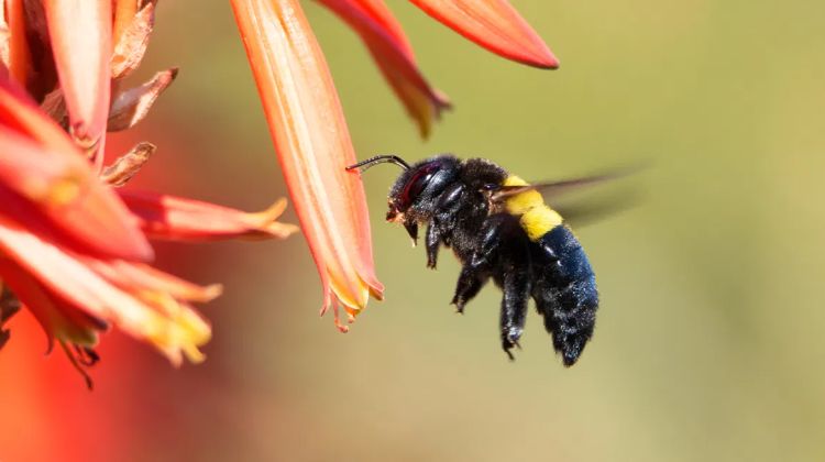 photo piqûre de bourdon gonflement le lendemain symptomes traitement remede naturel allergie