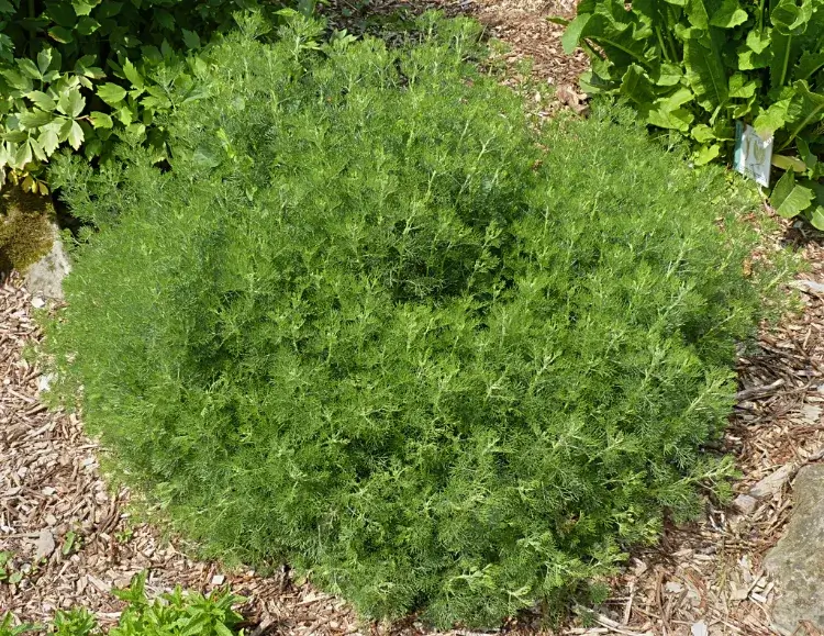 plante anti moustique avoir forcément jardin aurone citronnelle Artemisia abrotanum