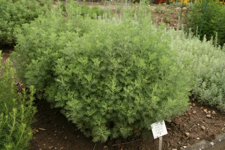 plante anti moustique faire pousser jardin aurone citronnelle Artemisia abrotanum