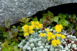 plante grasse extérieur sans entretien poser sol démarrer seule racines propager