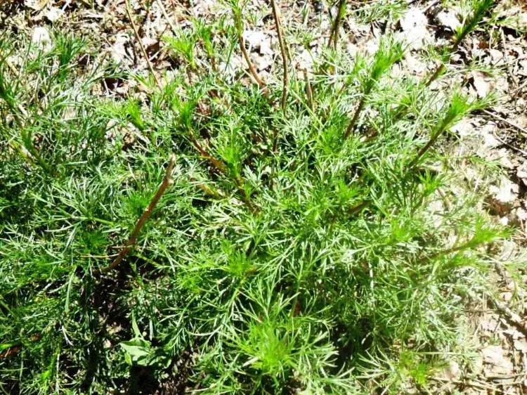 plante vivace contre moustiques jardin aurone citronnelle Artemisia abrotanum