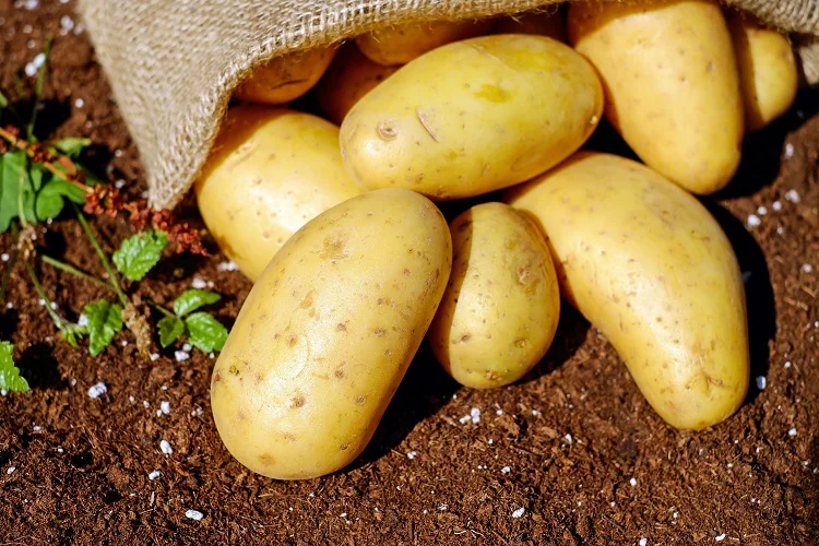 planter des pommes de terre en juillet