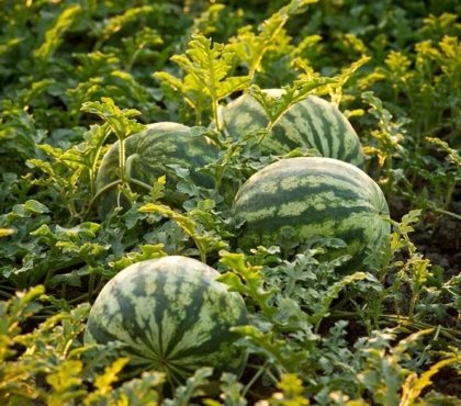 planter une pastèque