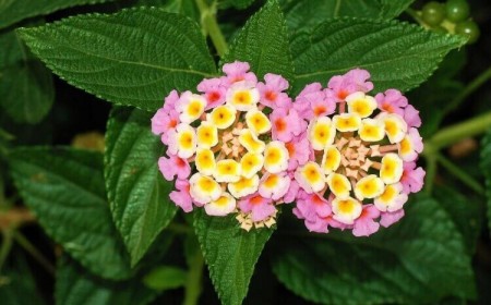 plantes avec peu d'eau lantanier lantana camara