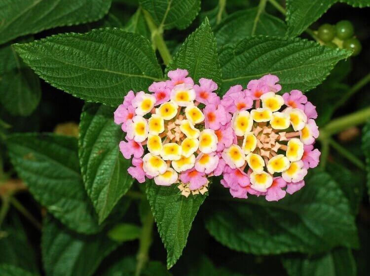 plantes avec peu d'eau lantanier lantana camara