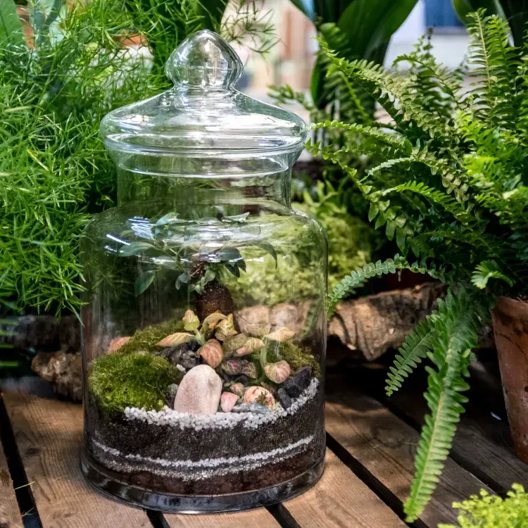 plantes en bouteille bonbonnière jar damme jeanne bocal cloche comment créer terrarium
