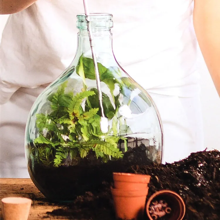 plantes en bouteille comment créer terrarium autonome jardinet bonbonne étapes
