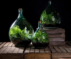 plantes en bouteille comment créer terrarium autonome jardinet en pot