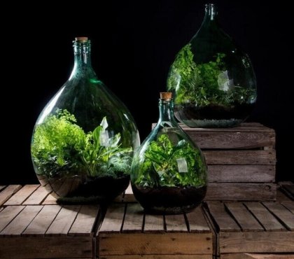 plantes en bouteille comment créer terrarium autonome jardinet en pot