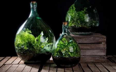plantes en bouteille comment créer terrarium autonome jardinet en pot