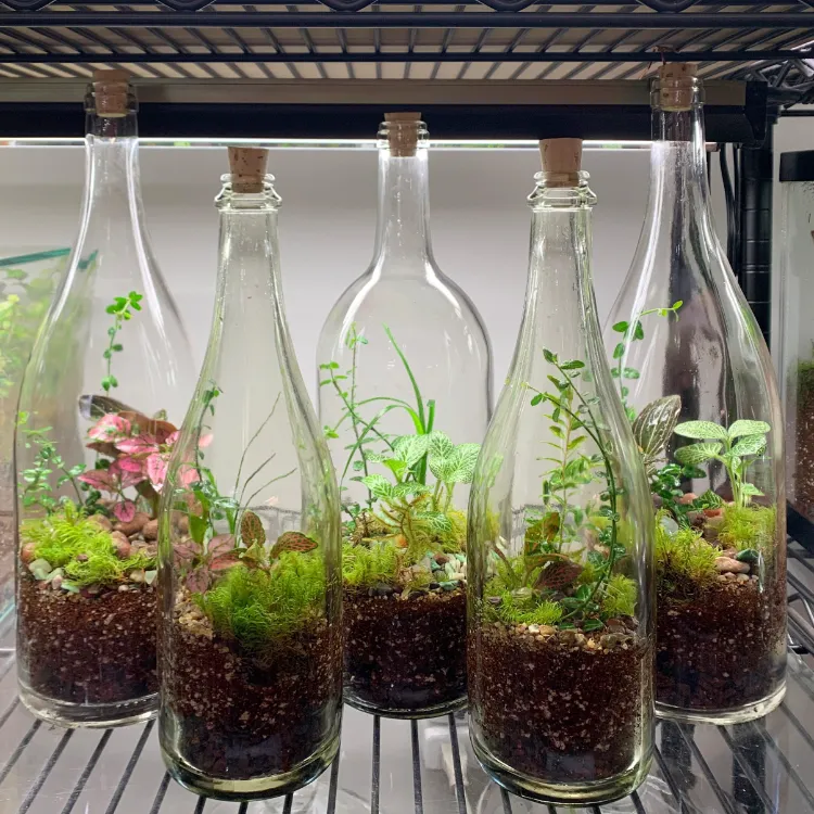 plantes en bouteille vin comment créer terrarium autonome jardinet biotope