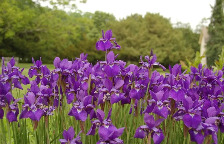plantes fleurs vivaces rustiques iris