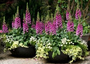 plantes jardin plein nord digitale
