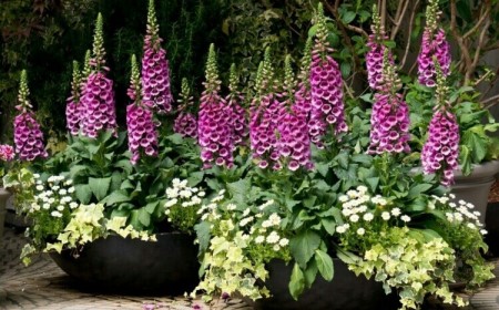 plantes jardin plein nord digitale