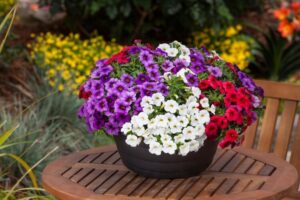 plantes pour terrasse plein soleil calibrachoa